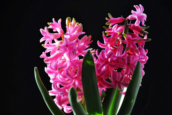 風(fēng)信子花敗后怎么處理，保存種球來年煥活開花