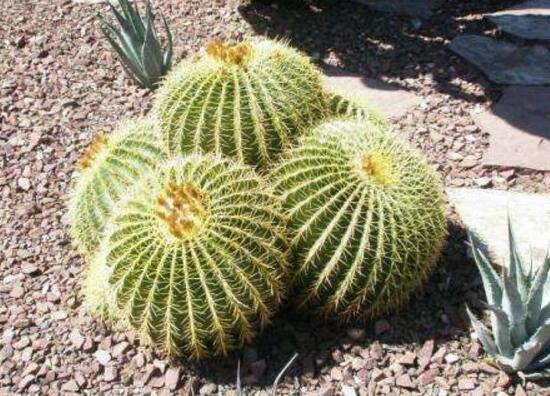 仙人球可以吃嗎，仙人球花的藥用價值