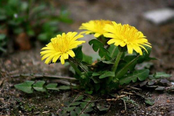 蒲公英種子怎樣種植，可通過5步進(jìn)行種植