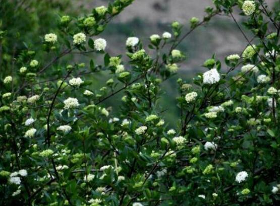 九里香盆景修剪，老農(nóng)總結(jié)四大基本步驟(摘心/摘芽/修枝/摘葉)