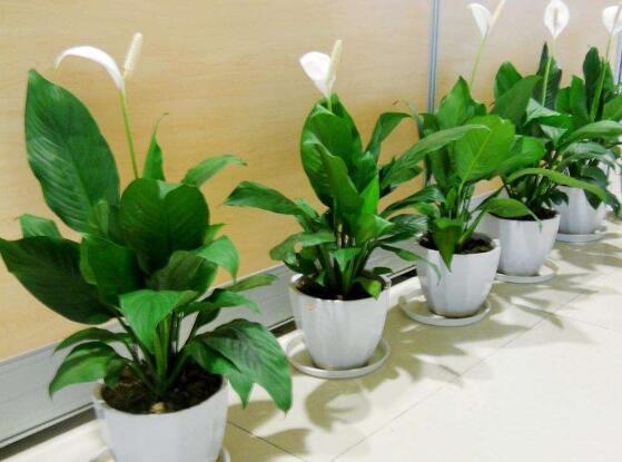 盆栽一帆風(fēng)順怎么養(yǎng)，教你八個(gè)方法便可爆盆