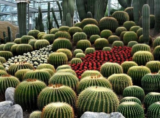 仙人掌適合在室內(nèi)養(yǎng)嗎，吸收輻射、釋放氧氣