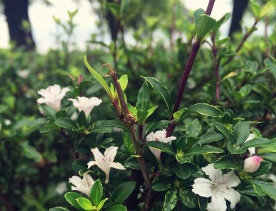 六月雪如何養(yǎng)，老農總結最實用六大基本養(yǎng)殖方法