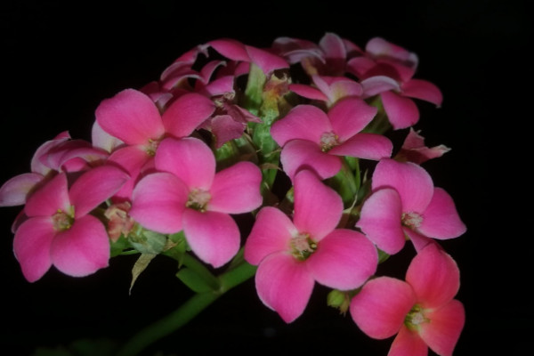 長壽花開花花敗后怎么養(yǎng)