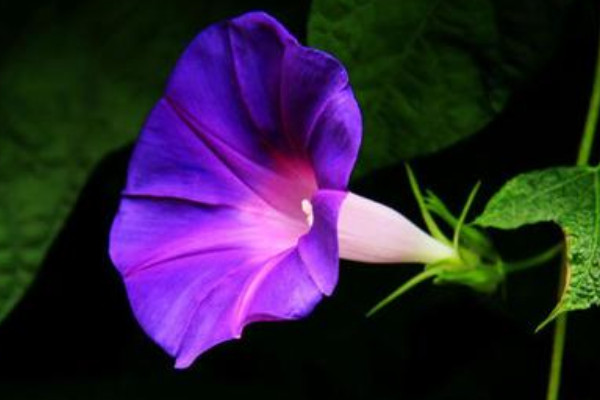 牽?；槭裁匆捞俨拍荛_花