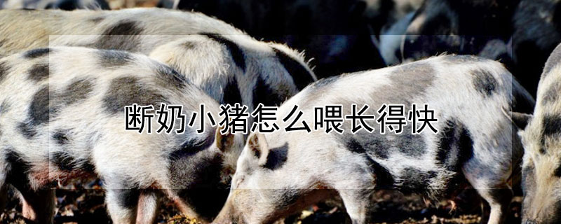 斷奶小豬怎么喂長(zhǎng)得快