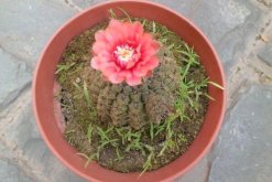 仙人球不開花是怎么回事，可能是光照、養(yǎng)分不足導致