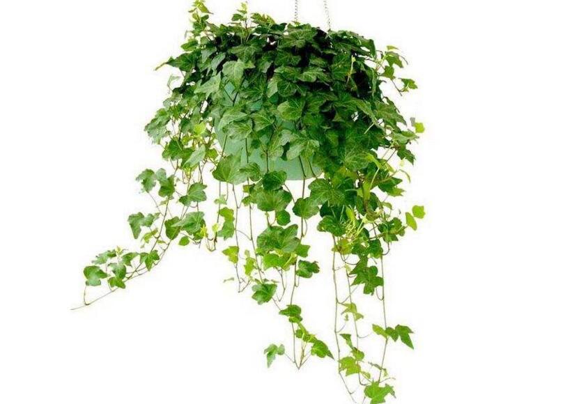 常春藤有什么作用，綠化環(huán)境又凈化空氣