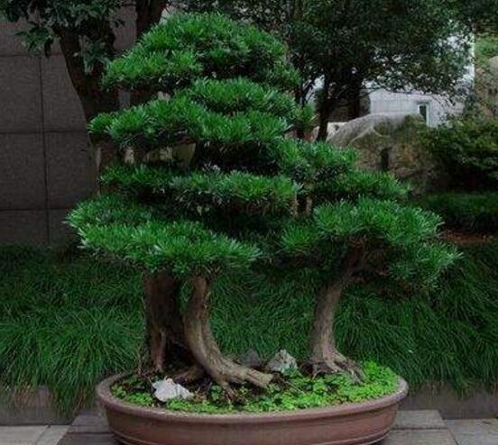 盆栽羅漢松怎么養(yǎng)，盆栽羅漢松養(yǎng)殖方法