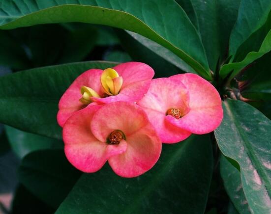 虎刺梅病蟲害及防治，根腐病與介殼蟲最為常見