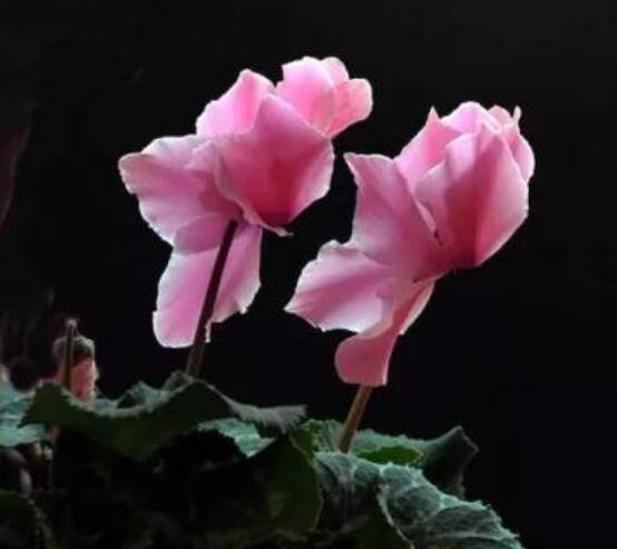 仙客來(lái)突然蔫了怎么辦，主要就是光照和澆水不當(dāng)導(dǎo)致