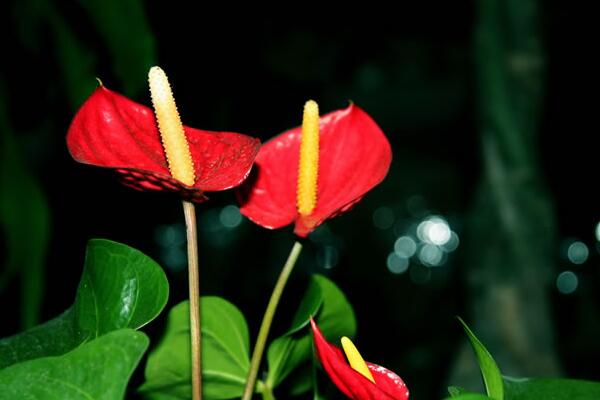 紅掌的寓意是什么，大展宏圖、火熱與希望