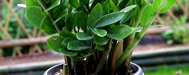 金錢樹秋天長(zhǎng)的快嗎