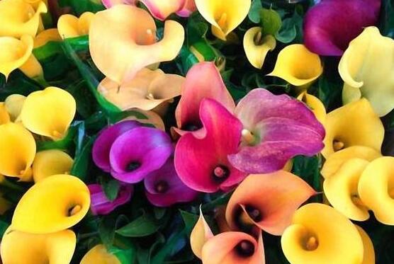 彩色馬蹄蓮能養(yǎng)幾年，通常養(yǎng)殖3-4年是沒有問題