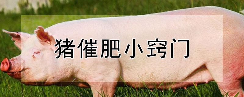 豬催肥小竅門(mén)