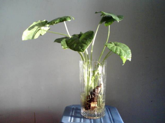 水培萬年青的養(yǎng)殖方法和注意事項(xiàng)，學(xué)會(huì)以下三個(gè)步驟即可