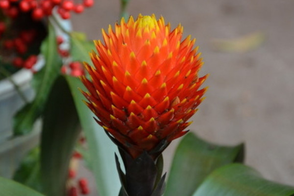 鴻運(yùn)當(dāng)頭幼苗幾年開花