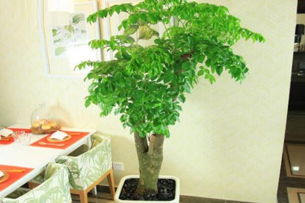 幸福樹掉葉子怎么挽救，從以下5個方面分析