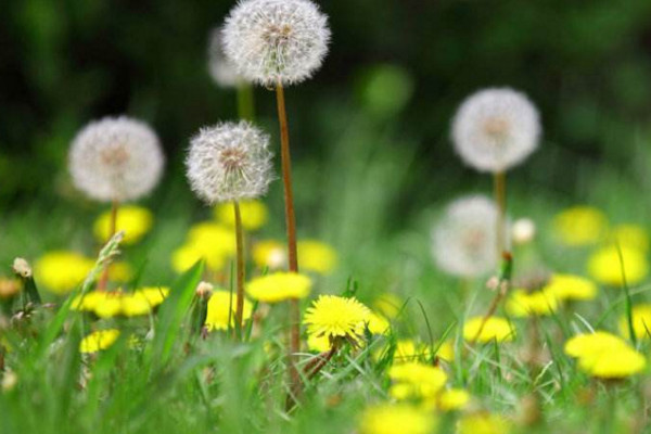 如何種植蒲公英，可以通過以下4步來進行