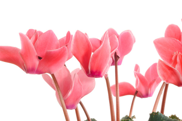 仙客來(lái)扦插方法