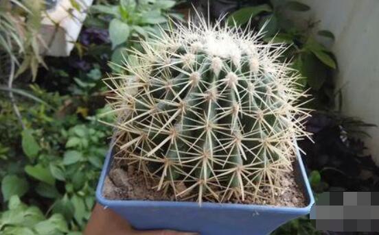 小仙人球澆水多少毫升，澆水的量一般以100-200毫升為準