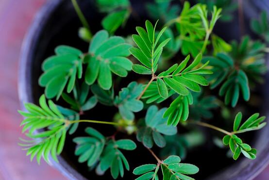 含羞草怎么養(yǎng)殖，老農(nóng)總結(jié)最實(shí)用五個(gè)養(yǎng)殖要點(diǎn)