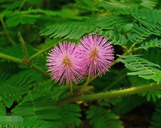 養(yǎng)含羞草對人體有害嗎，含有輕微的毒性/無害(放心養(yǎng)殖)