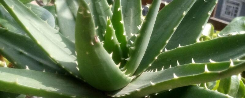 蘆薈葉子發(fā)軟怎么回事