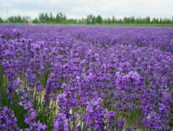 薰衣草精油的功效與用法，美容養(yǎng)顏、舒緩心情