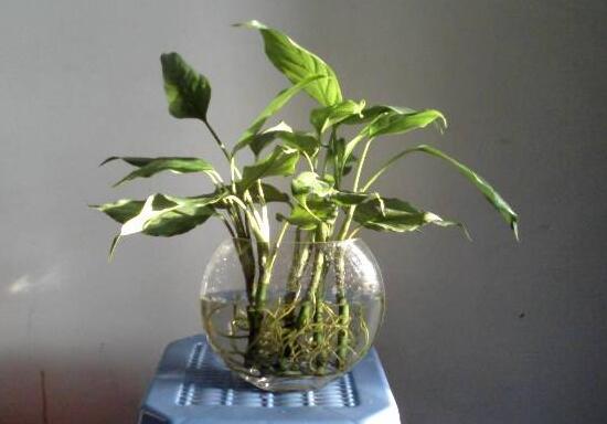 萬年青可以水培嗎，萬年青水培方法