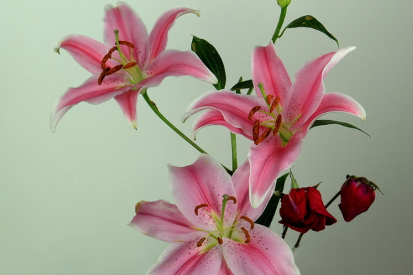 香水百合冬季怎樣養(yǎng)護(hù)