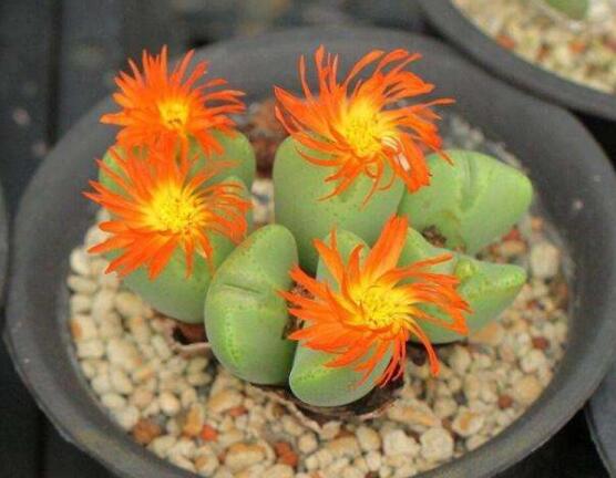 夏天生石花怎么養(yǎng)，做好五個要點可安然度夏