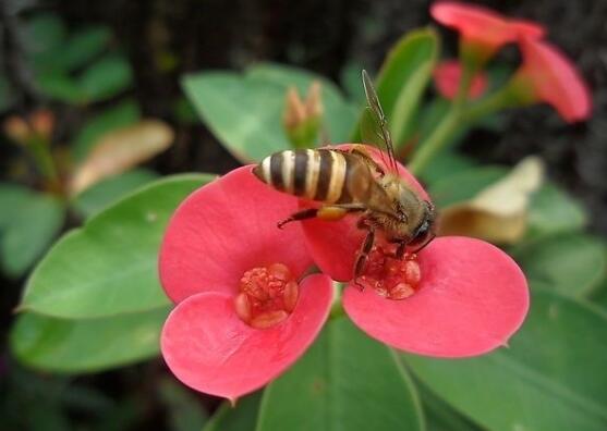 虎刺梅花瓣有毒嗎，皮膚接觸紅腫發(fā)癢/誤食惡心嘔吐
