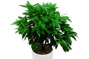 平安樹怎么養(yǎng)才茂盛，平安樹的養(yǎng)殖方法