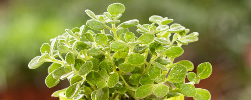 碰碰香怎么爆盆