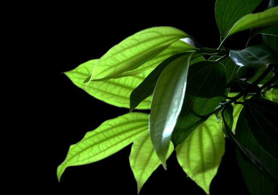 如何給平安樹松土，以樹干為中心、沿周圍輕鏟