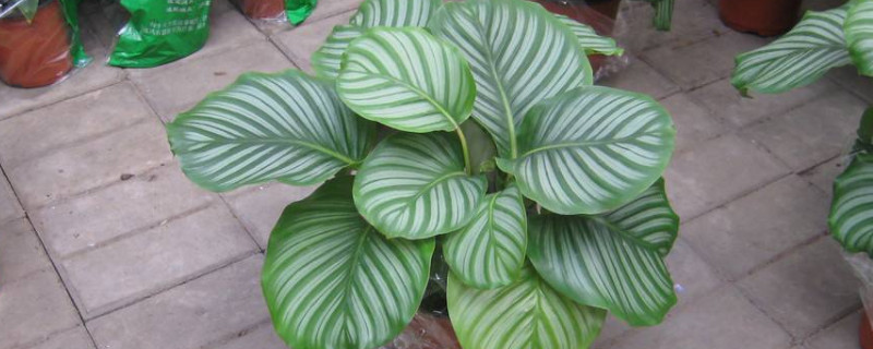 蘋(píng)果竹芋怎么長(zhǎng)高