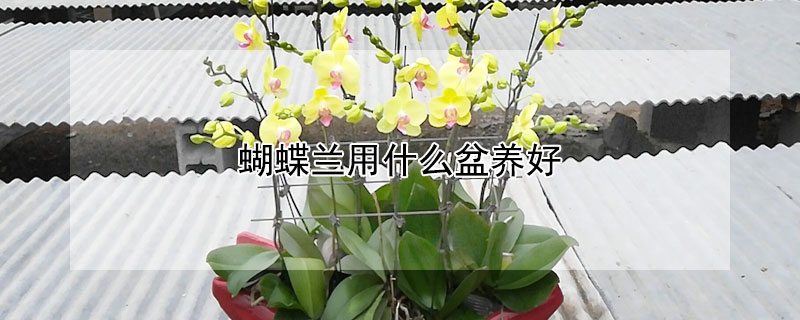 蝴蝶蘭用什么盆養(yǎng)好