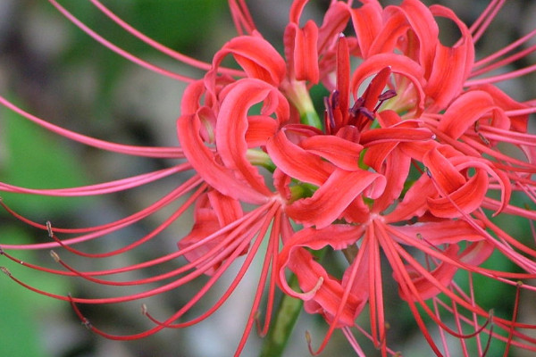 彼岸花根系發(fā)達嗎