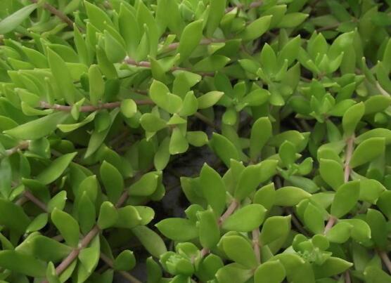 玉樹(shù)的風(fēng)水作用，不僅除邪聚財(cái)氣還可以逢兇化吉