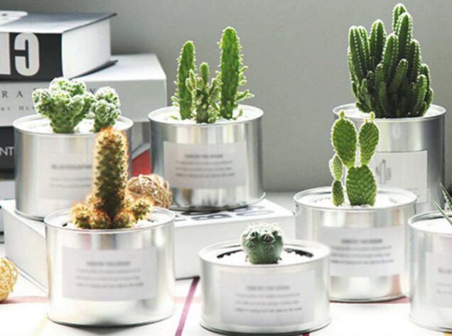 仙人掌的養(yǎng)殖方法和注意事項(xiàng)，小白都能學(xué)會(huì)的種植方法和技巧