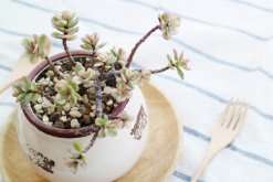 雅樂(lè)之舞夏天怎么澆水，保持土壤偏干燥