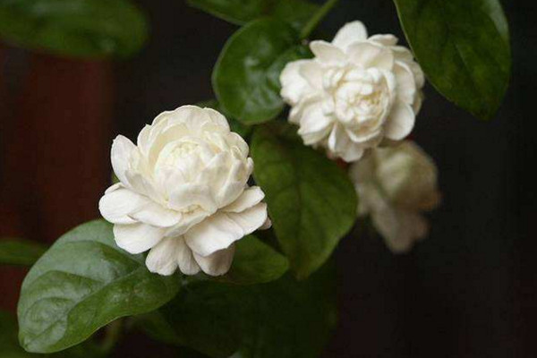 虎頭茉莉有毒嗎，沒有毒性可以方向養(yǎng)護(hù)