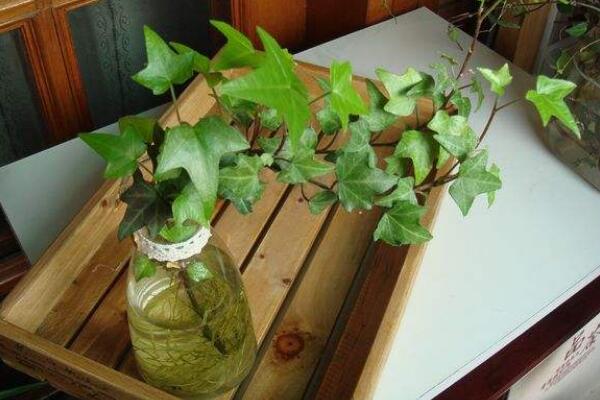 夏天常春藤怎么養(yǎng)，常春藤夏季養(yǎng)5大要點(diǎn)