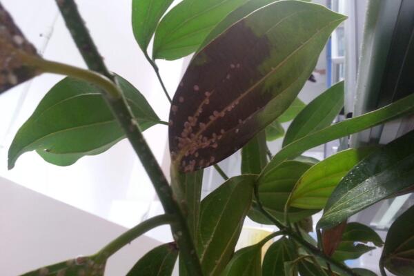 平安樹葉子發(fā)黑干枯怎么辦，分析原因及時補救