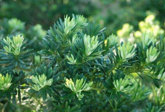 羅漢松葉子發(fā)黃怎么辦，羅漢松葉子發(fā)黃解決辦法