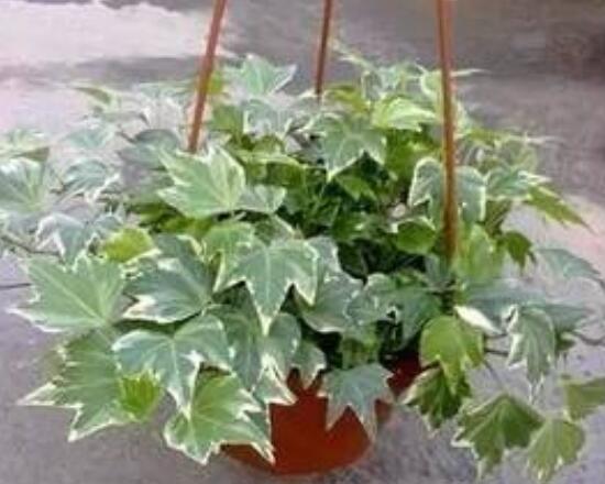 怎樣讓常春藤長(zhǎng)得快，教你六個(gè)要點(diǎn)生長(zhǎng)枝繁葉茂