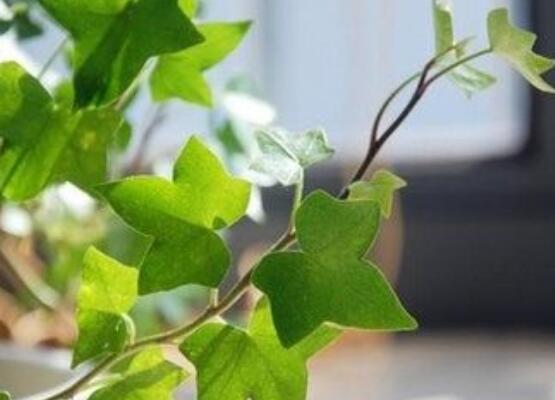 常春藤扦插步驟圖解，老農(nóng)總結(jié)六點(diǎn)最最簡易的基本步驟