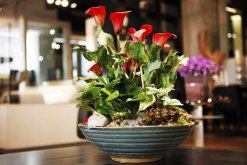 馬蹄蓮秋天怎么養(yǎng)，保證光照、肥水充足