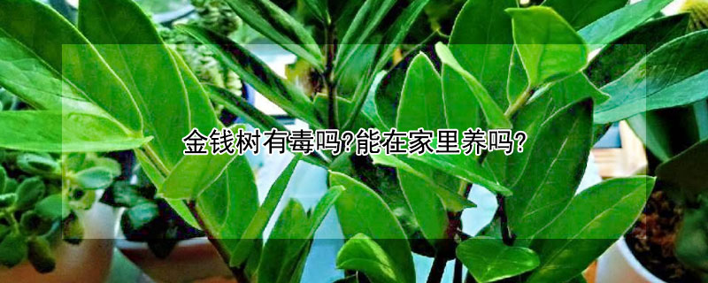 金錢樹有毒嗎?能在家里養(yǎng)嗎?